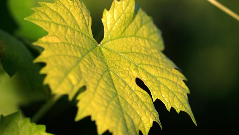Close-up of a green vine leaf in the sunlight.