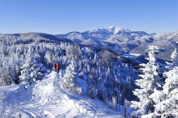 Winter landscape with snow-covered trees and mountains in the background.