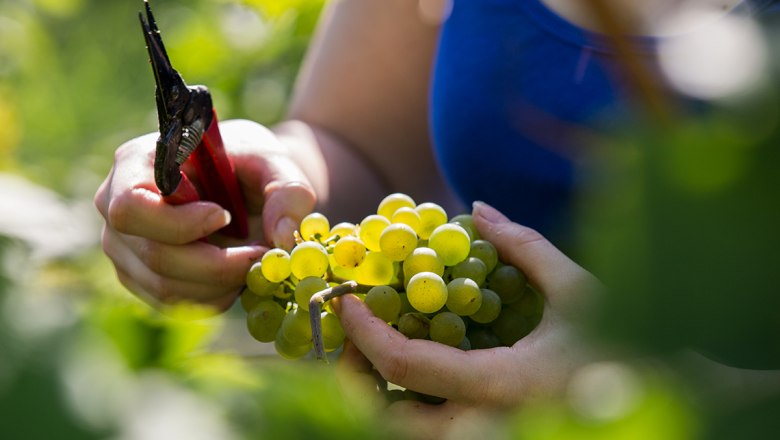 Winemaker at work, © Lachlan Blair