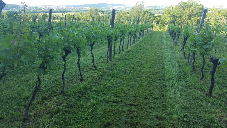 Vineyard, grapevines, Niefergall winery Wolfsthal