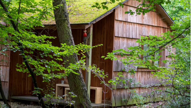 A small wooden hut in the forest with moss on the roof, surrounded by trees and plants.