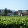 Vineyards against a picturesque village backdrop with a church and old buildings.