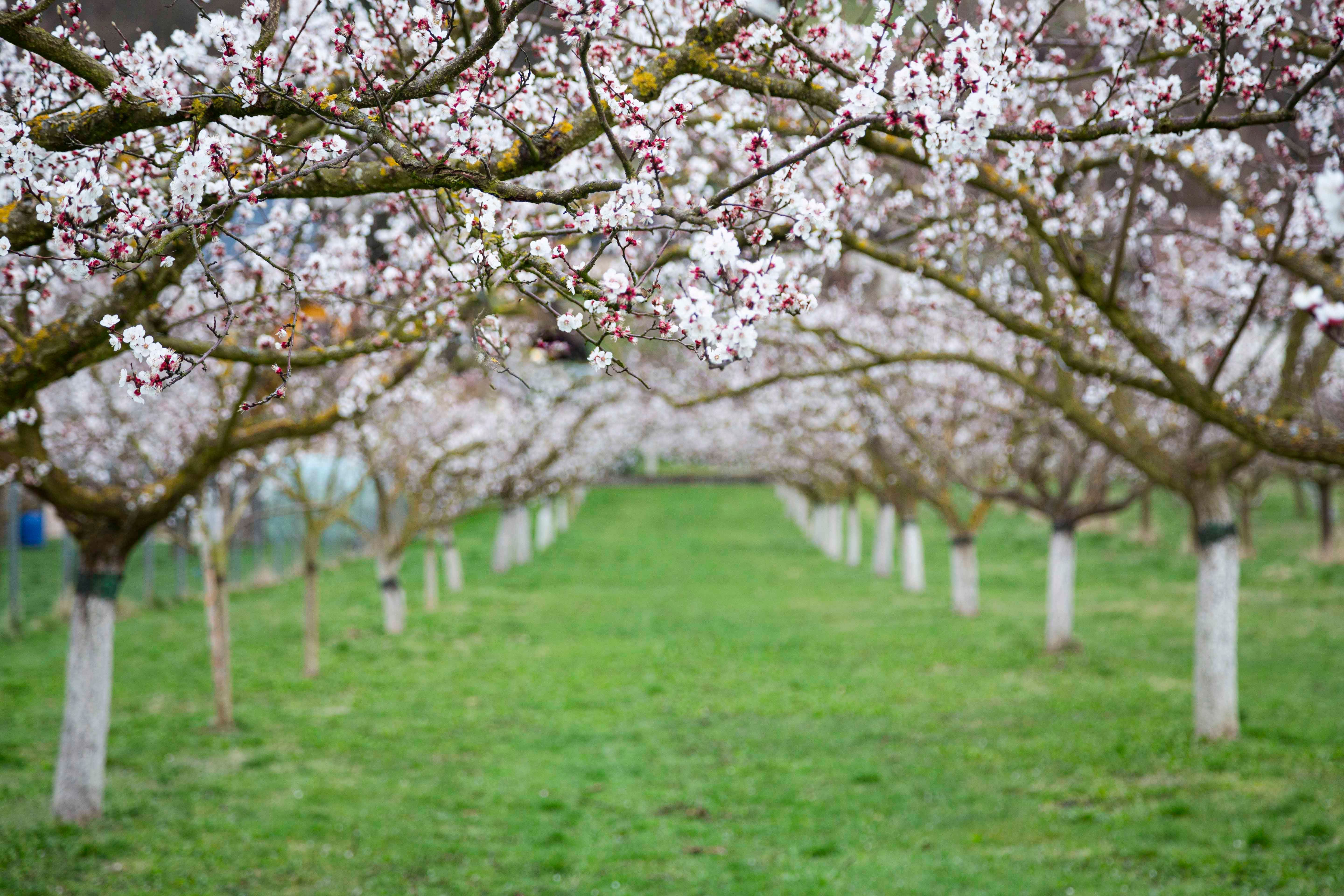 Blooming apricot trees in a garden with green grass.