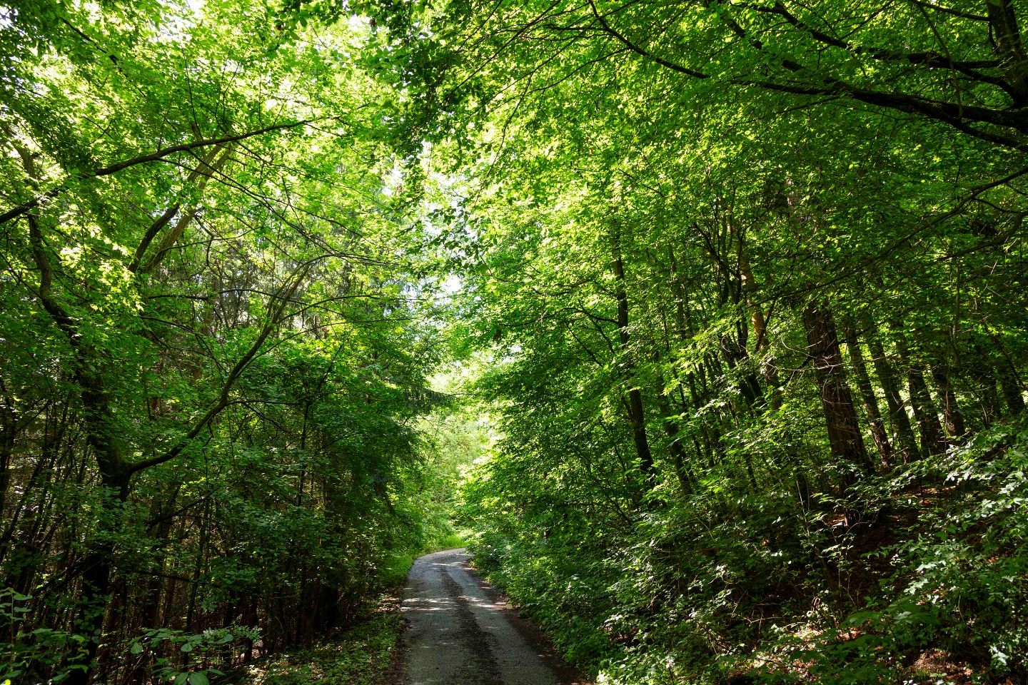 Tranquil forest trails ideal for mountain bikers