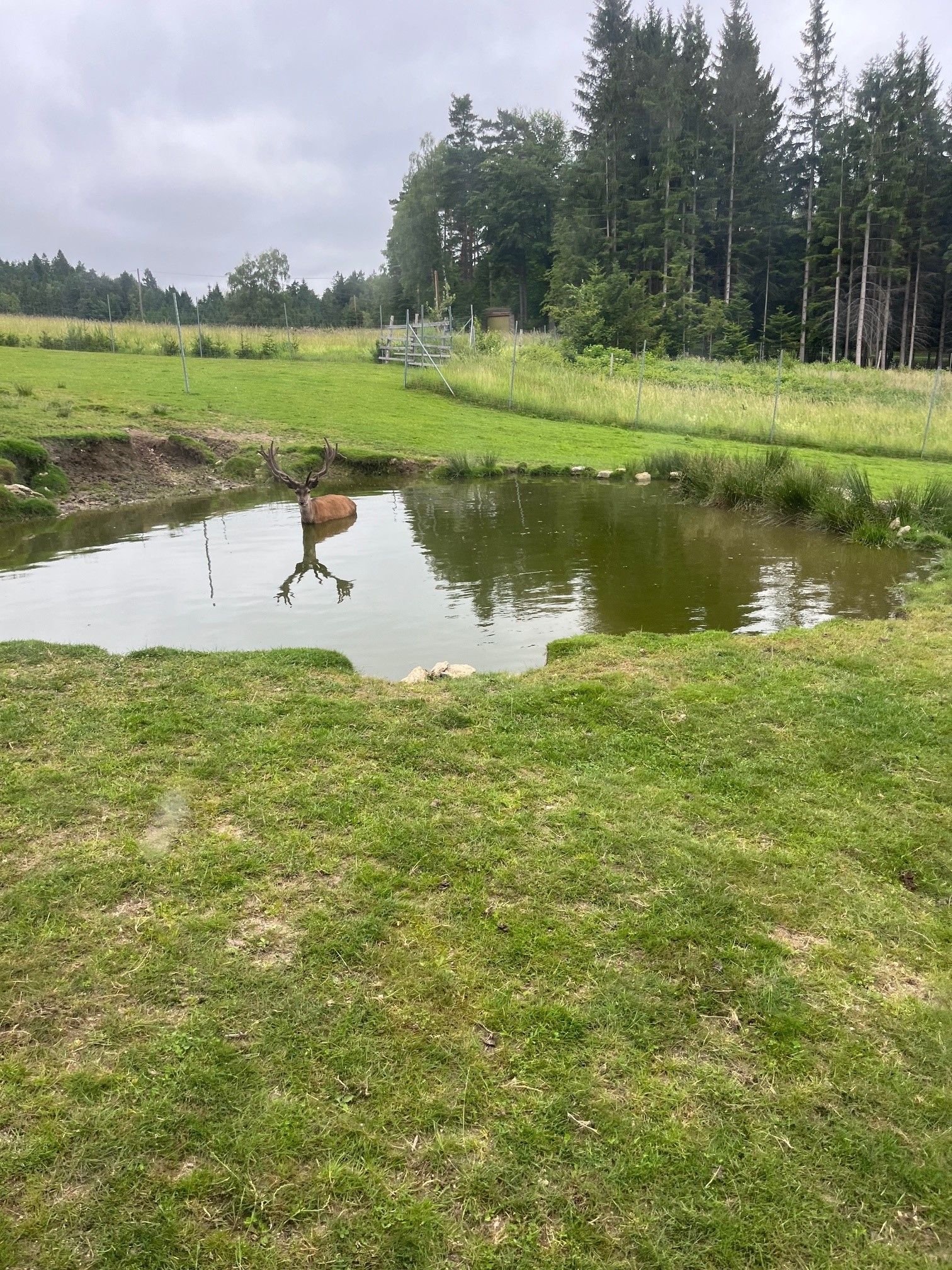 A deer stands in a small pond in a green meadow, surrounded by a forest and a fence.
