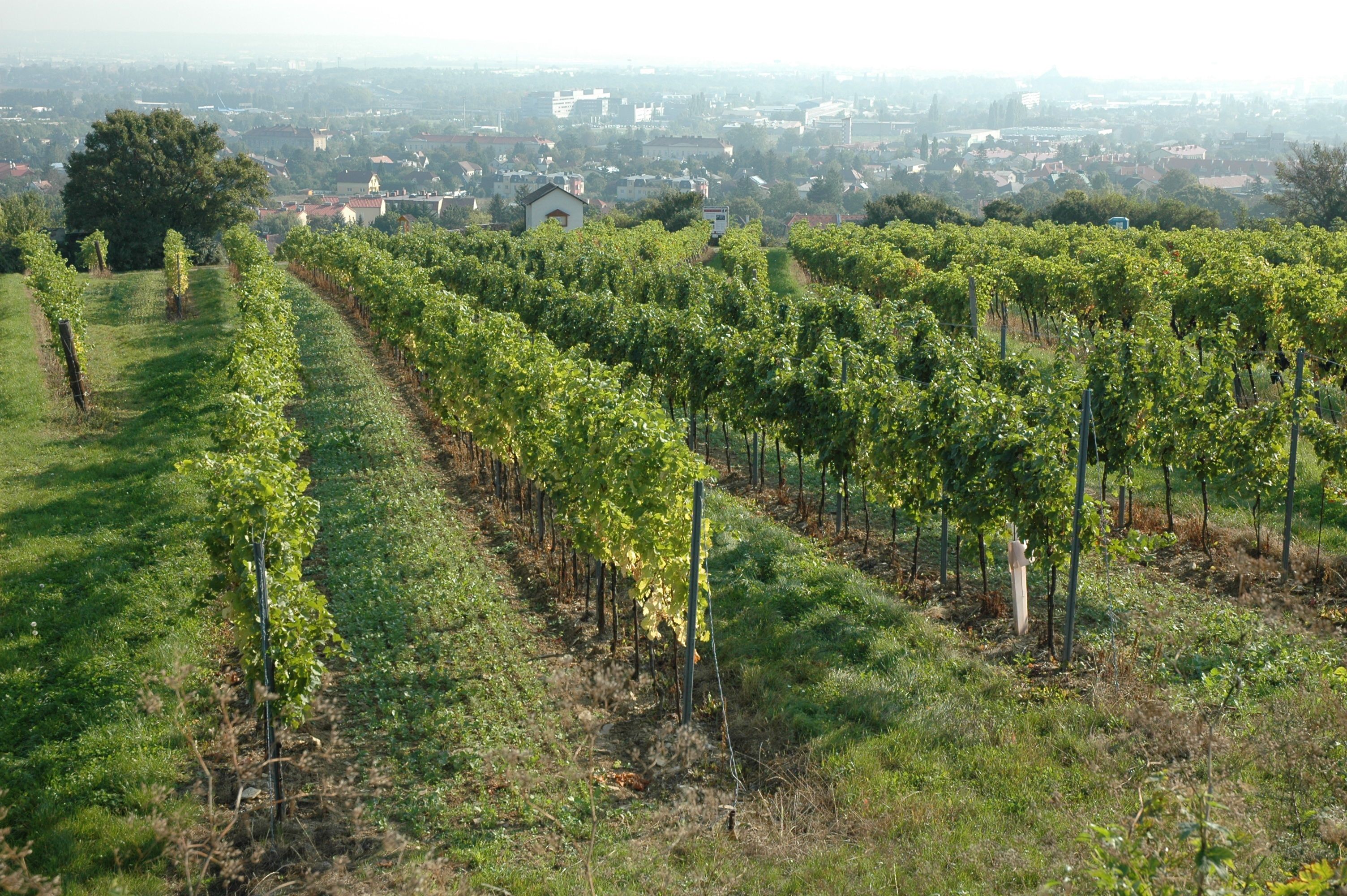 Wine trail