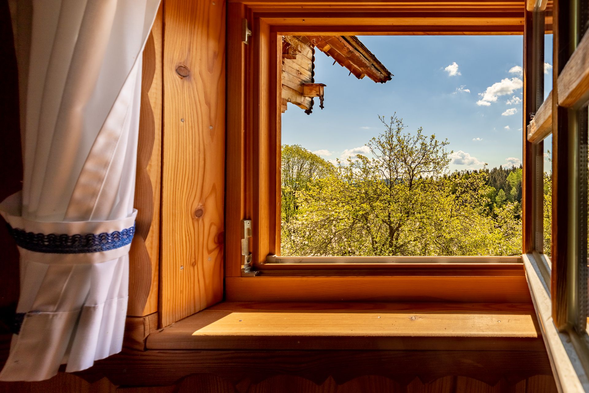 View from a small wooden window with a white curtain of trees under a blue sky.