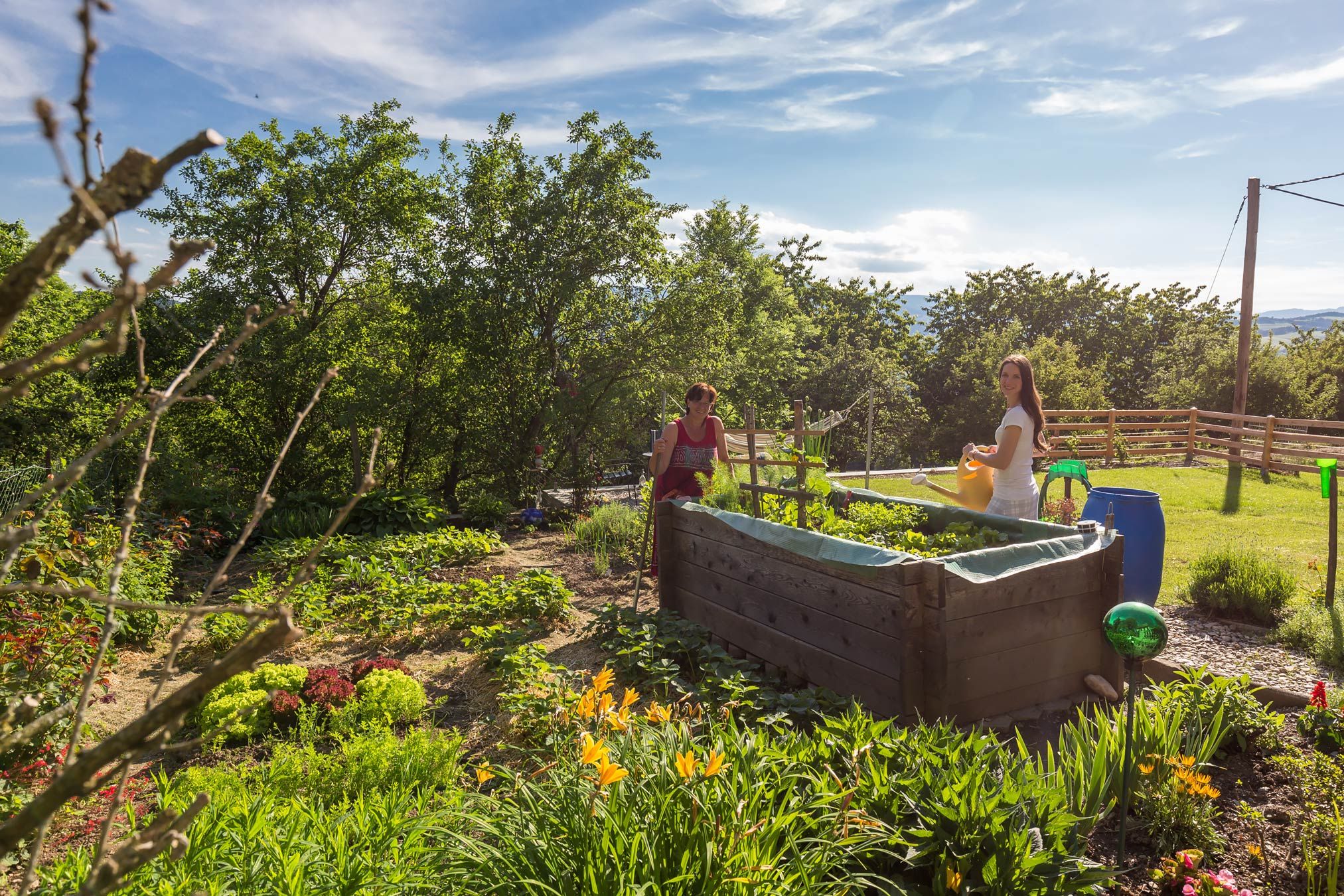 Two people work in a sunny garden with raised beds and plants.