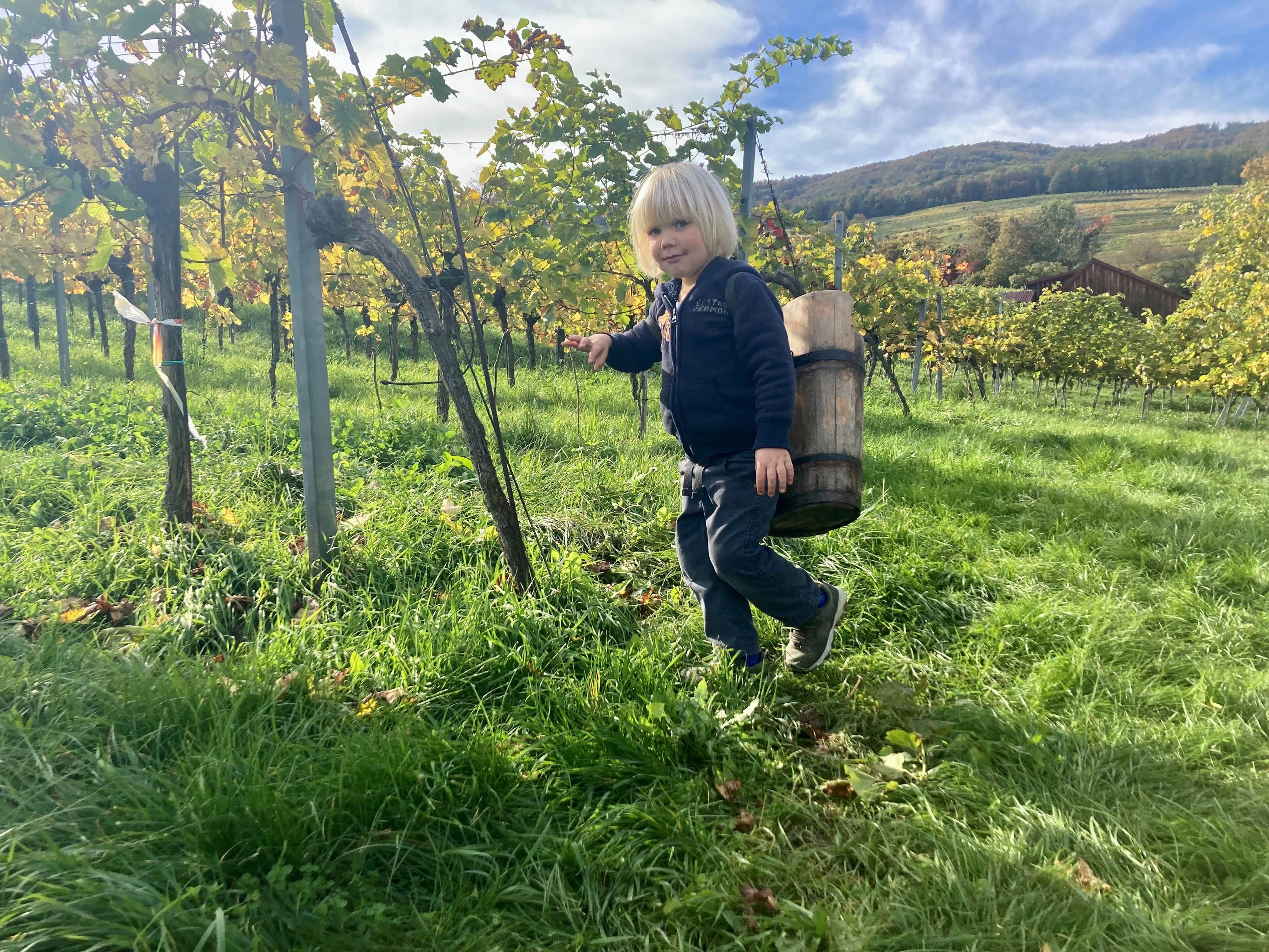 A child with a wooden bucket in the vineyard during the grape harvest.