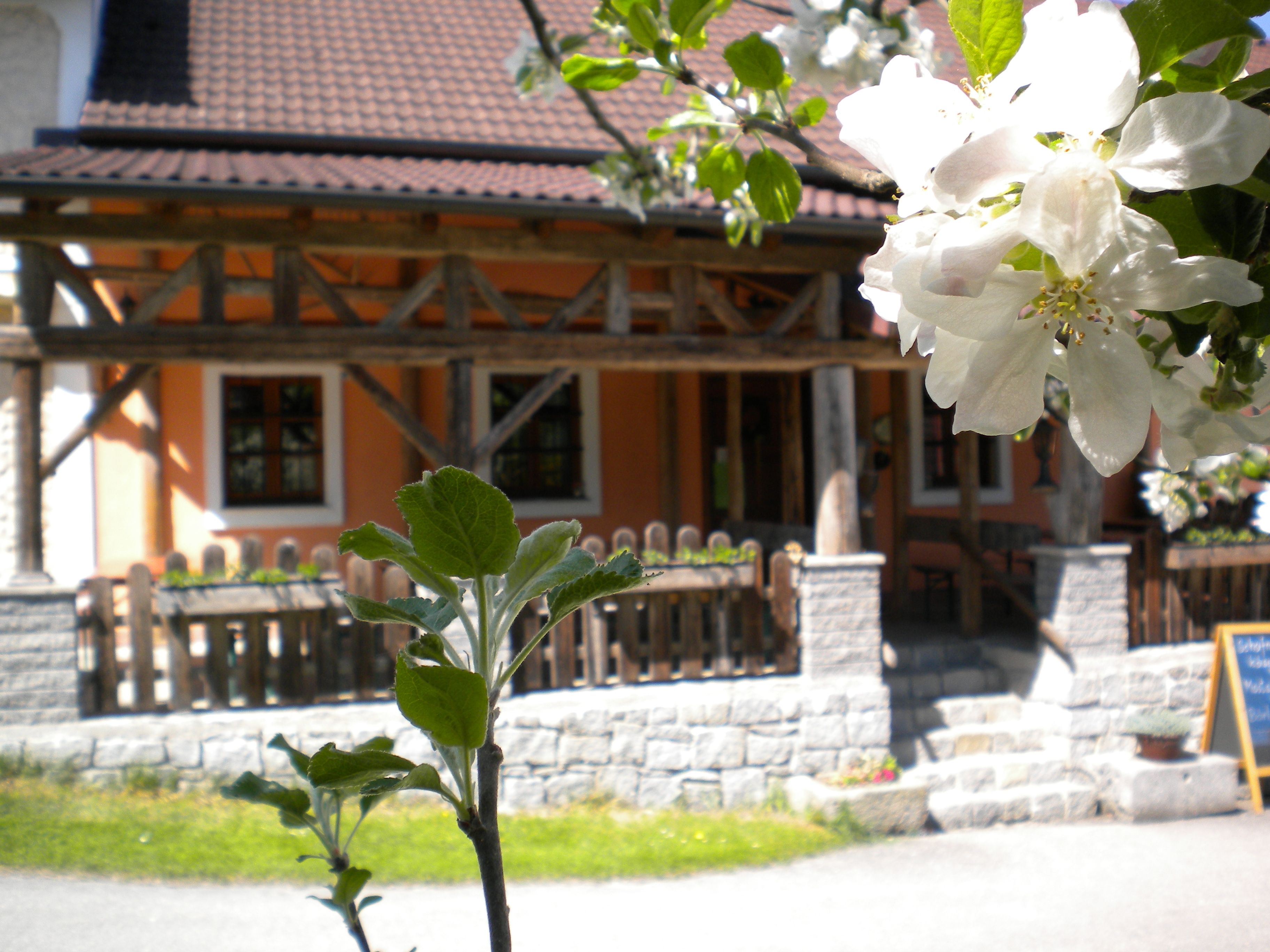 Blossoming apple tree in front of a traditional building with wooden elements.