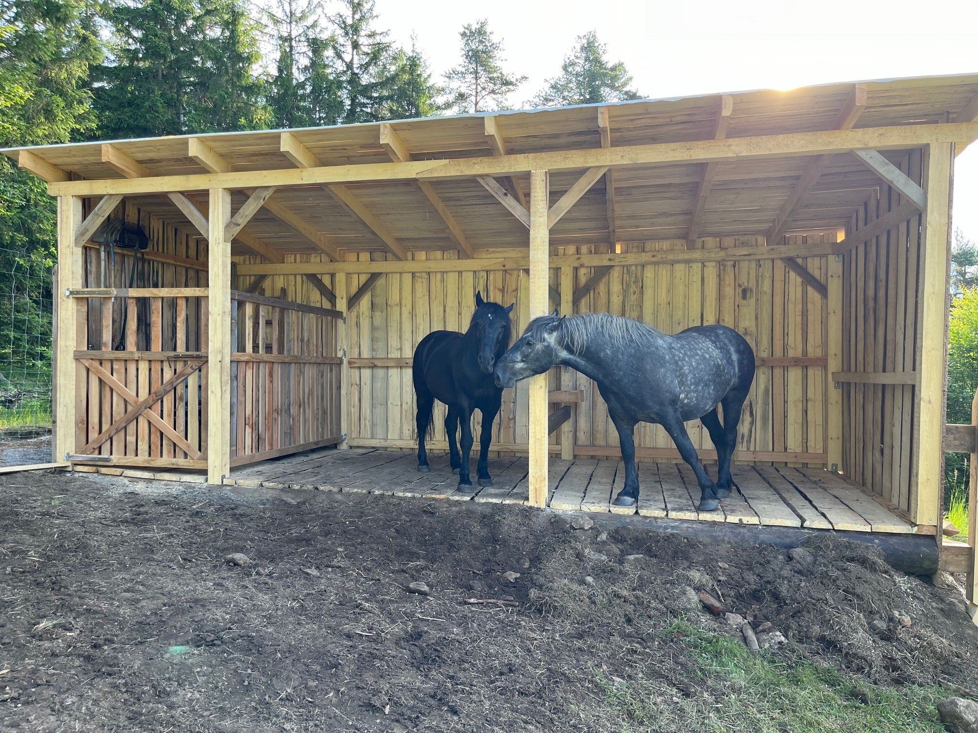 Two horses are standing in a wooden shelter on a farm.
