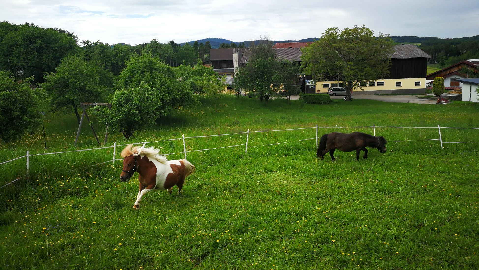 Horses outdoors at the Mayerhof