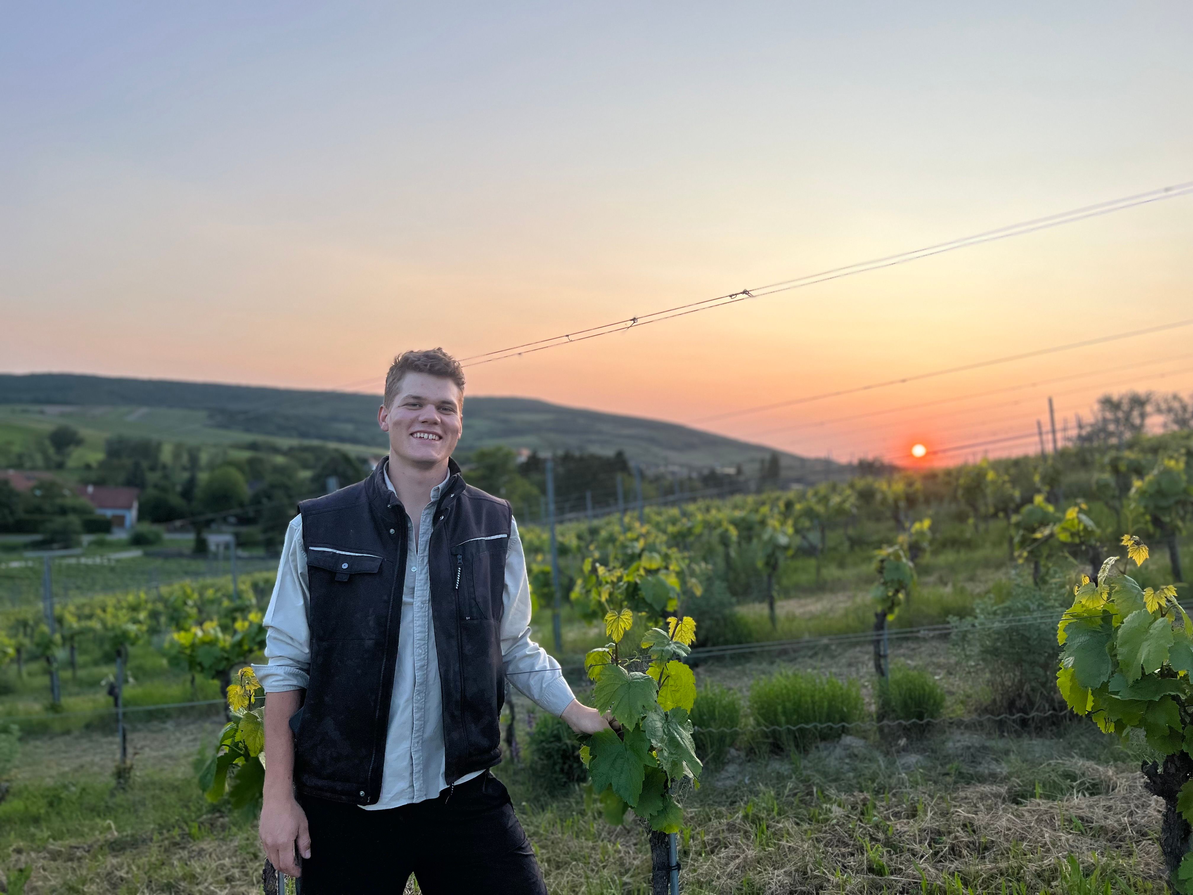 Person in the vineyard at sunset.