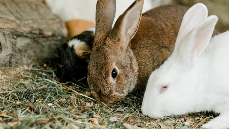 Vacation at the Zwergerlhof, © schwarz-koenig.at