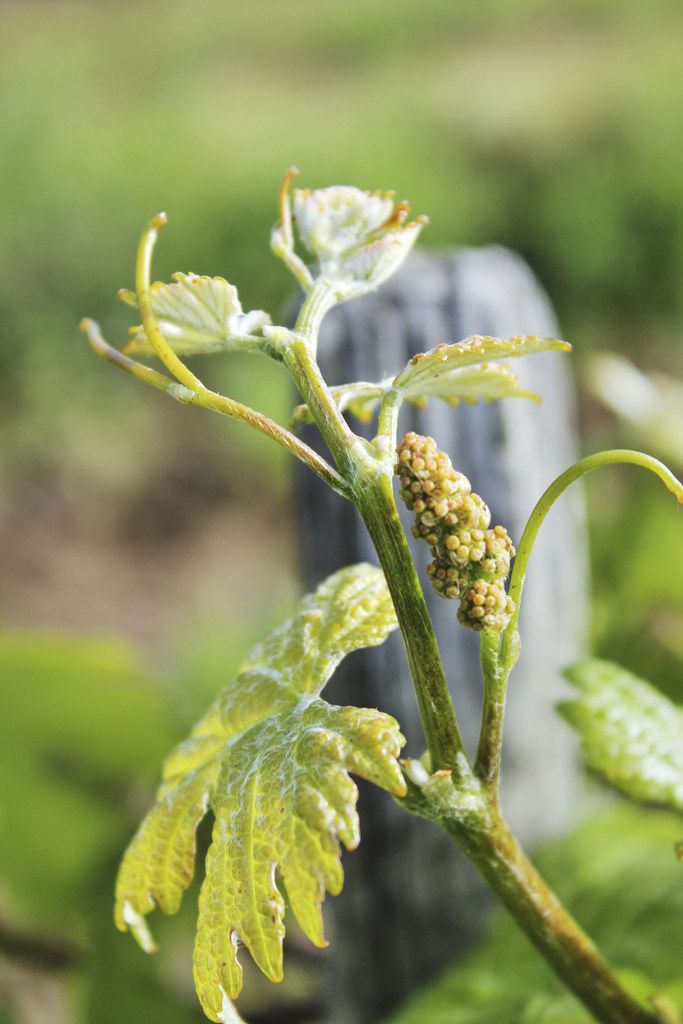 Close-up of a grapevine with young leaves and grape clusters.