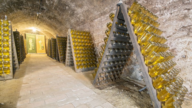 Wine cellar with bottles of sparkling wine in vibrating consoles.