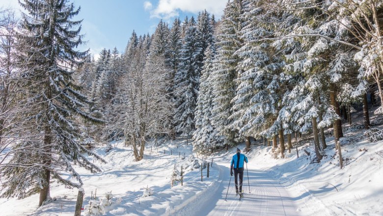 Person cross-country skiing on a snow-covered forest path.