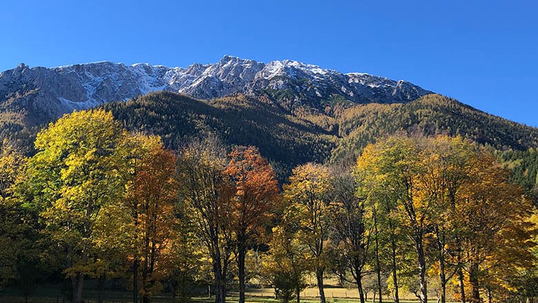 Autumn landscape with colorful trees and snow-covered mountains in the background.
