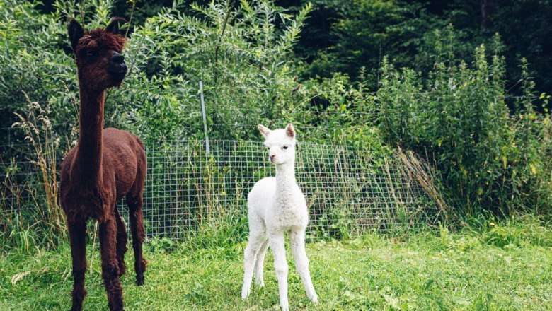 Seehof Alpacas, © Familie Kaufmann
