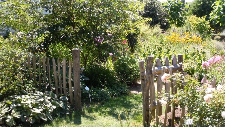 A flowering garden with a wooden fence and various plants.
