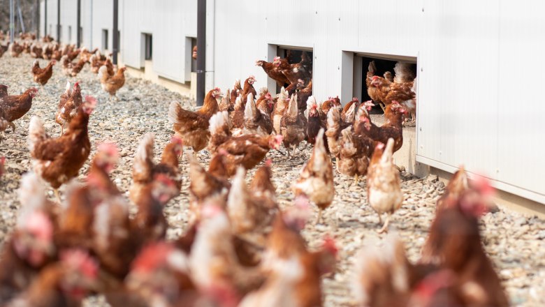 Chickens run out of a building into a yard.