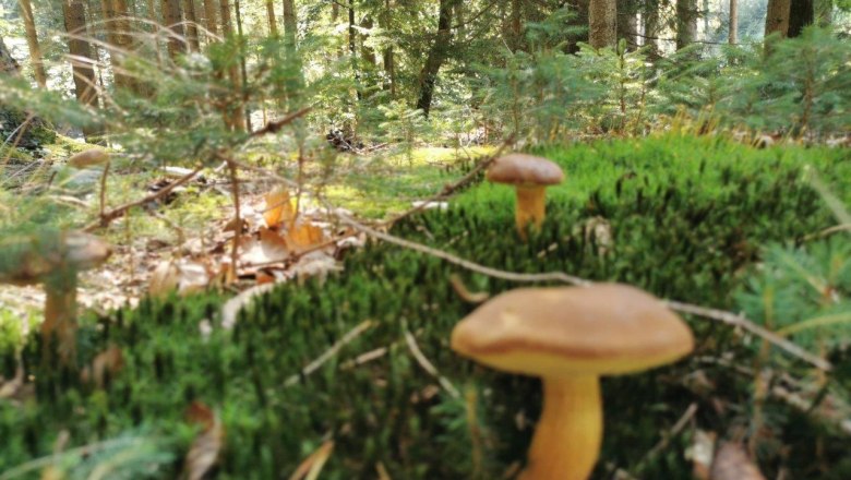 Forest air bathing, &copy; W.I.I.TT