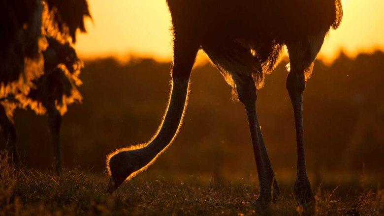Ostrich gardener, &copy; Strau&szlig;enland G&auml;rtner