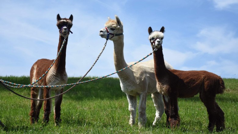 Dirndl Valley Alpaca, &copy; Marion Lorenz