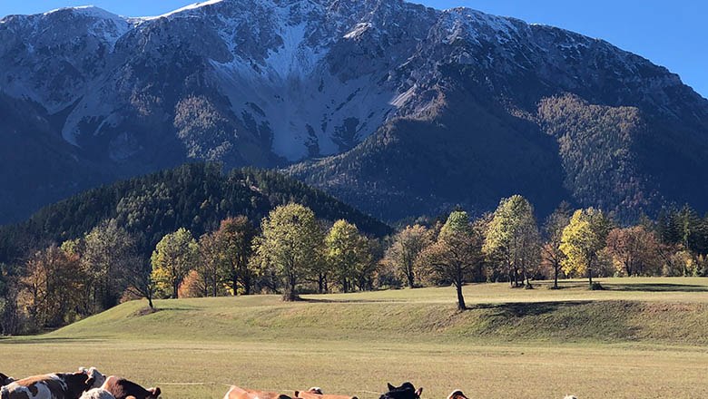 Cows in a meadow in front of a snow-covered mountain.