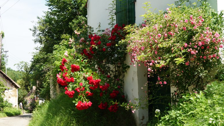 A narrow path with blooming red and pink roses by a white building.