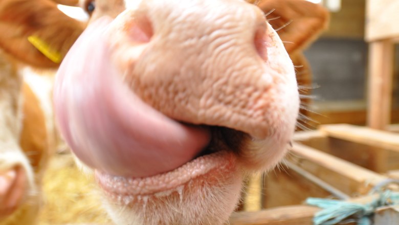 Close-up of a cow's snout with its tongue sticking out.