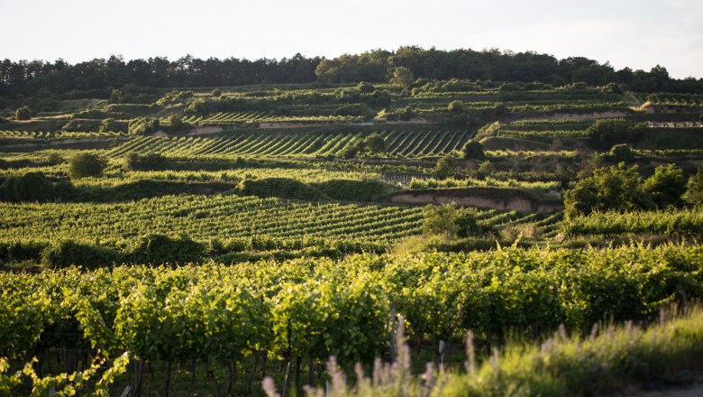 Eder Winery, &copy; Weingut Eder