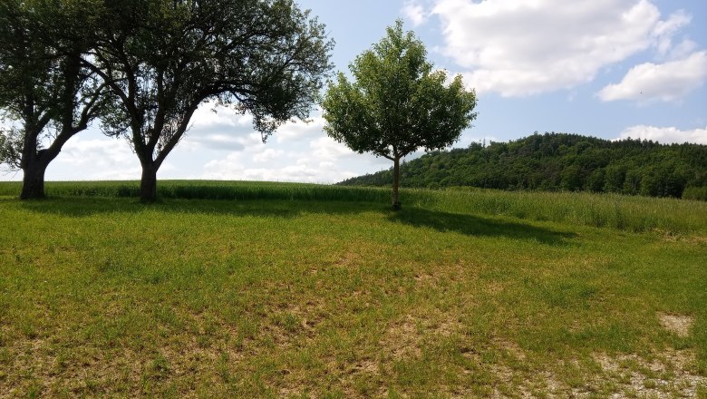 Two trees in a meadow with hills in the background under a blue sky with clouds.
