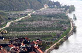 Apricot blossom on the south bank of the Wachau, © Otmar Bramberger