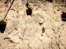 _R2A1377, &copy; Region Wagram