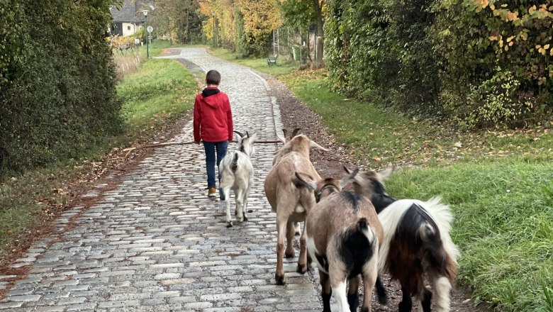 A child in a red jacket leads a group of goats on a paved path along a green hedge.
