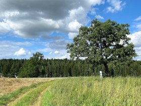 Straßenquerung Bildstock, © www.zwalk.at