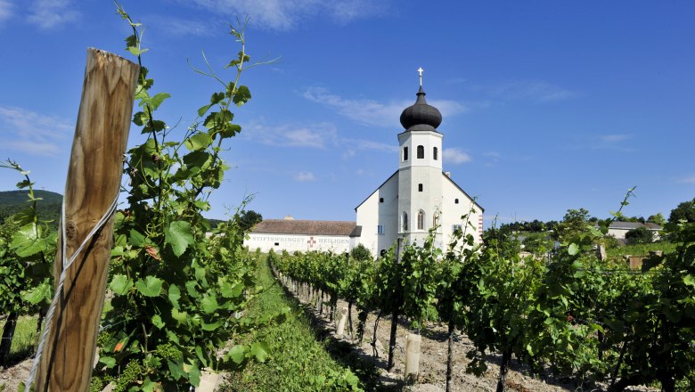 Vineyard with chapel in the background under a clear sky.