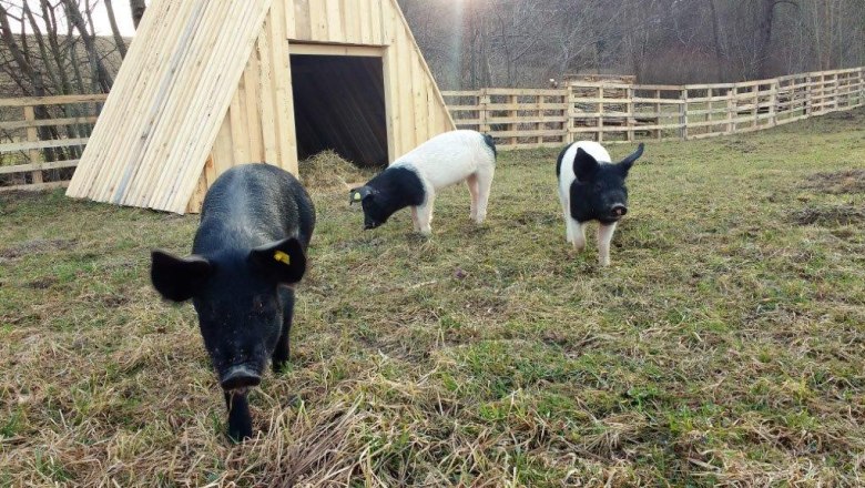 Pigs, &copy; Gudrun Berndl