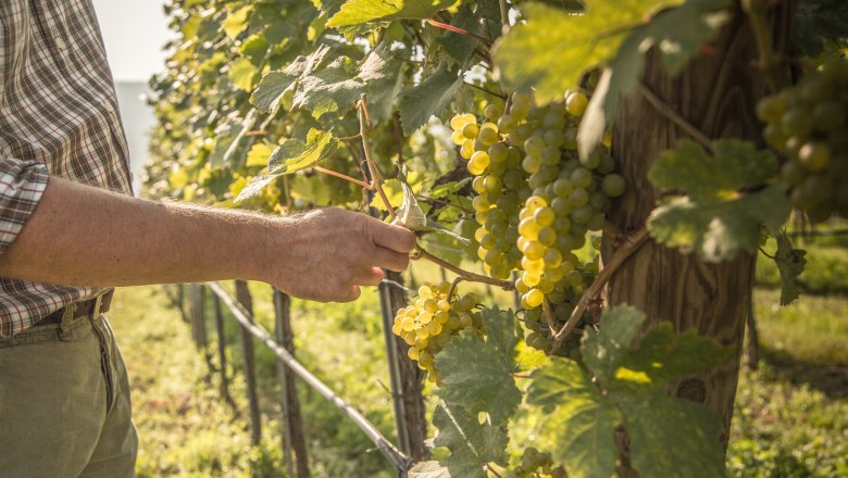 Person checks grapes in the vineyard.