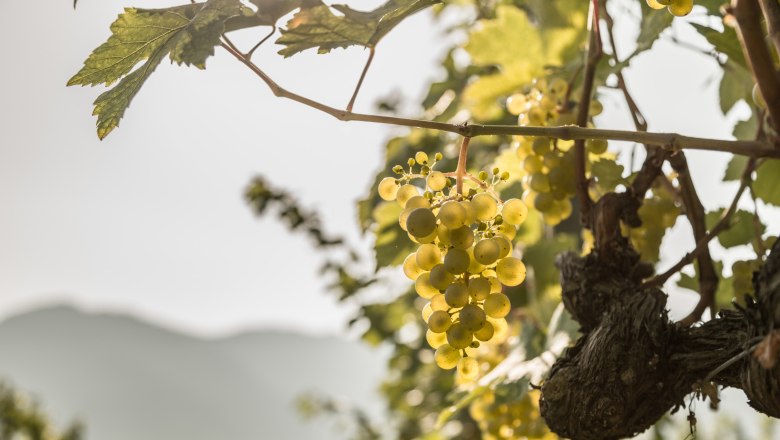 Vines in the Wachau, © Österreich-Werbung