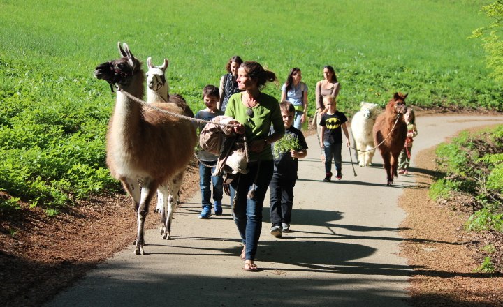 Lama Lady 1, © Astrid Herler