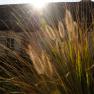 Sunlight shines through ornamental grass in front of a house roof.