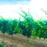 Rows of vines in a vineyard under a blue sky.