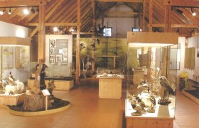 Interior view of a museum with wooden structure and animal exhibits.
