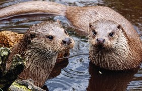 Two otters in the water, surrounded by wood and stones.