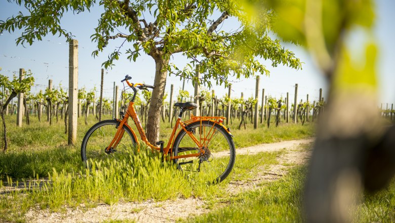 An orange bicycle leans against a tree in a sunny vineyard.