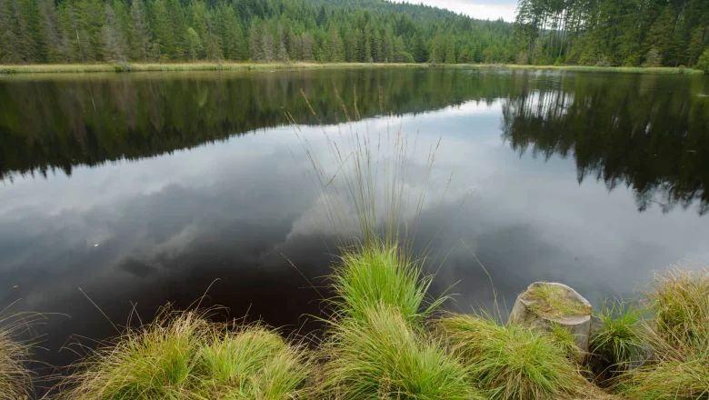 Ponds in the Weinsberg Forest, © Matthias Schickhofer