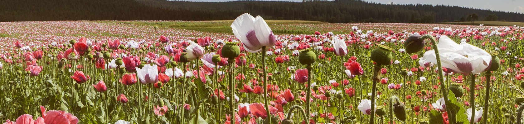 Poppy village Armschlag in Waldviertel, © Niederösterreich-Werbung/ M. Liebert