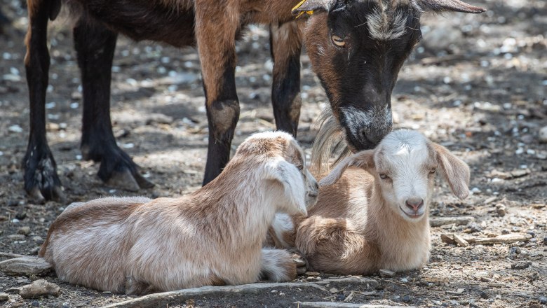 Goat offspring with mother(c) Geras Nature Park, © Verein Naturpark Geras